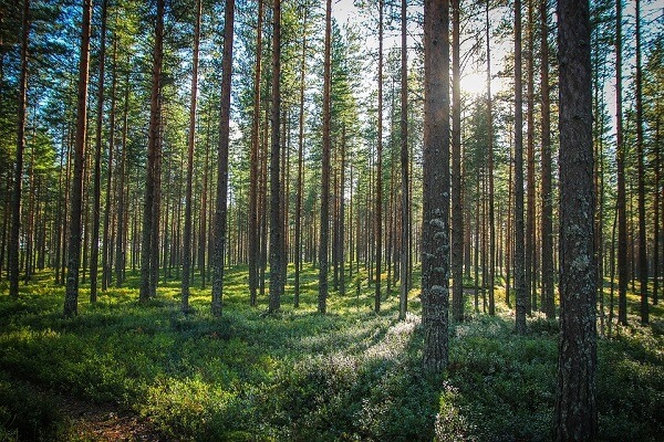 Mơ thấy rừng cây nên đánh lô đề con gì?