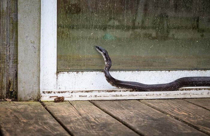 rắn vào nhà đánh con gì