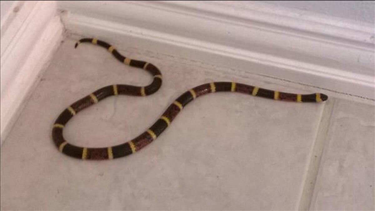 rắn vào nhà