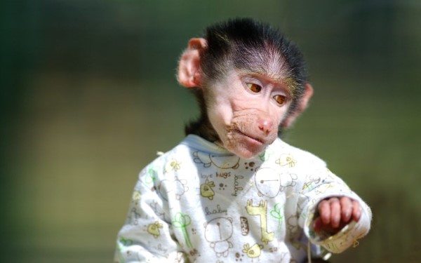 Mơ thấy những con khỉ mặc áo quần