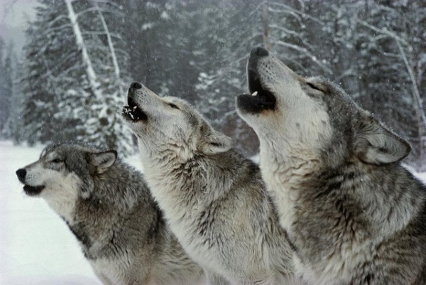 Chiêm bao mơ thấy đàn chó sói