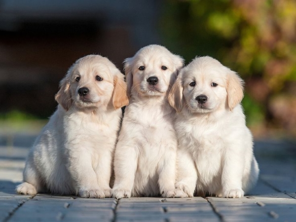 Chiêm bao thấy 3 con chó có lông màu trắng